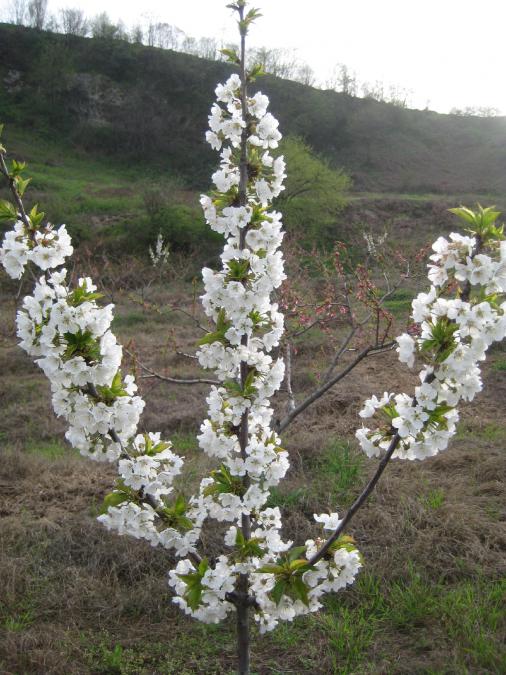 Name:  Samsunlu55 IMG_2446.jpg
Views: 1687
Size:  72.6 KB