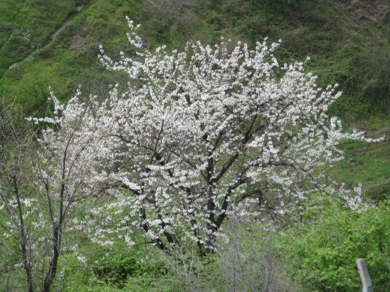 Name:  Samsunlu55 IMG_2393.jpg
Views: 1604
Size:  68.6 KB