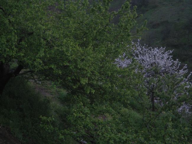 Name:  Samsunlu55 IMG_2428.jpg
Views: 1519
Size:  51.5 KB