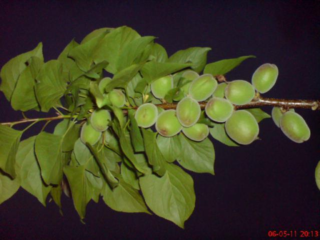 Name:  DSC02359.jpg
Views: 4863
Size:  33.1 KB