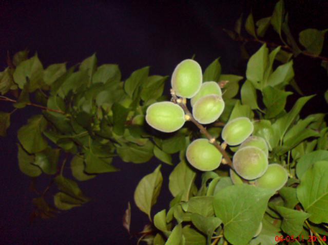 Name:  DSC02360.jpg
Views: 4170
Size:  32.8 KB