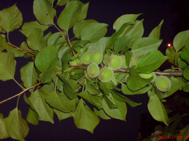 Name:  DSC02361.jpg
Views: 3574
Size:  39.4 KB