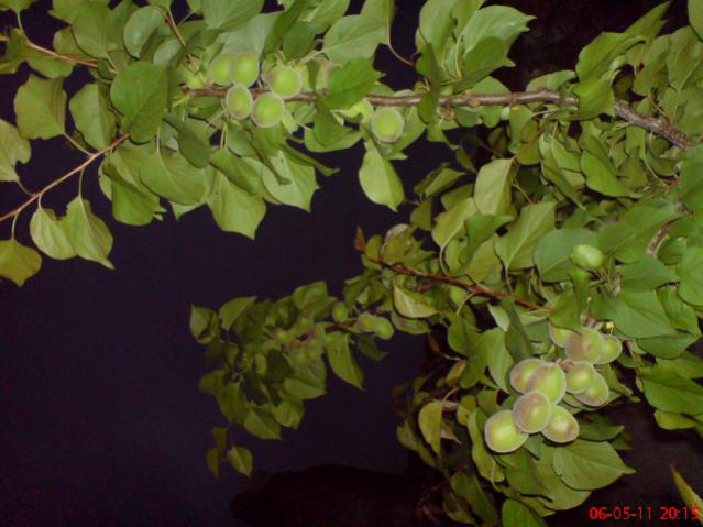 Name:  DSC02362.jpg
Views: 3667
Size:  43.8 KB