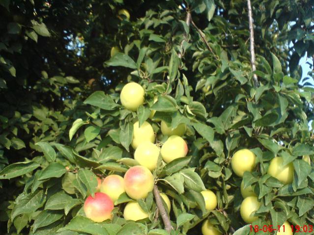 Name:  DSC02531.jpg
Views: 1139
Size:  63.5 KB