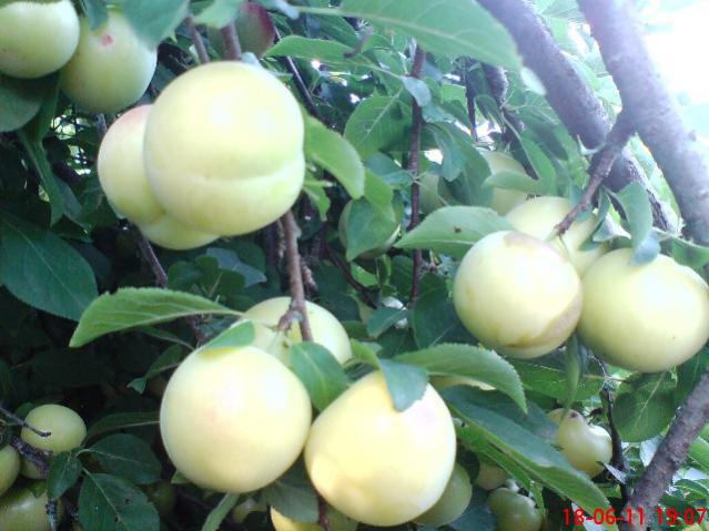 Name:  DSC02539.jpg
Views: 1035
Size:  46.2 KB