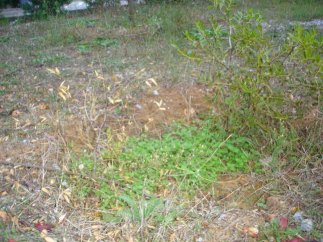 Name:  DSC08834.jpg
Views: 2408
Size:  62.5 KB