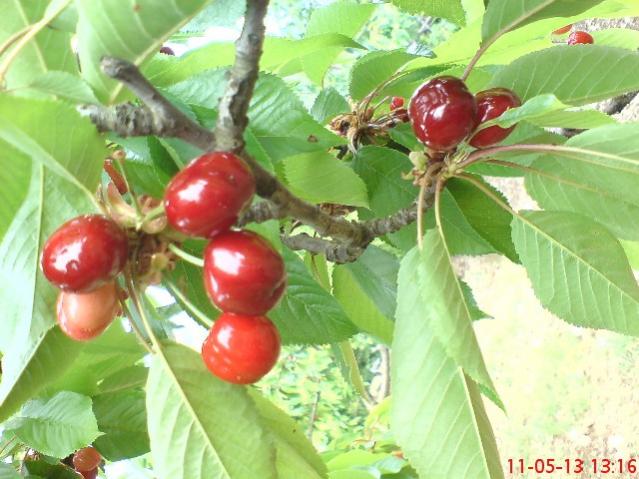 Name:  DSC03280.jpg
Views: 1845
Size:  52.1 KB