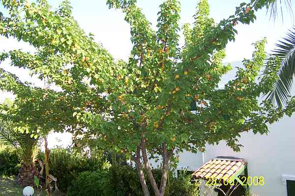 Name:  100_2384.jpg
Views: 15250
Size:  67.2 KB