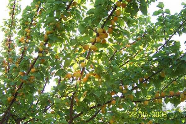 Name:  100_2386.jpg
Views: 16223
Size:  69.0 KB