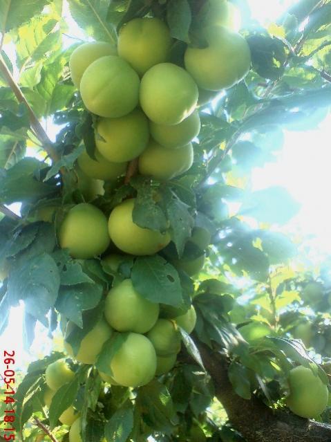 Name:  DSC03962.jpg
Views: 1922
Size:  46.0 KB