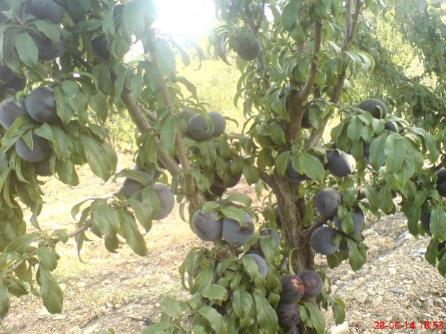 Name:  DSC04011.jpg
Views: 2855
Size:  67.5 KB