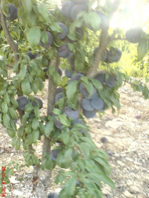 Name:  DSC04012.jpg
Views: 2248
Size:  52.7 KB