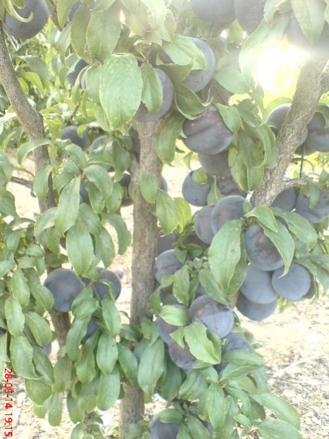Name:  DSC04014.jpg
Views: 2259
Size:  54.0 KB