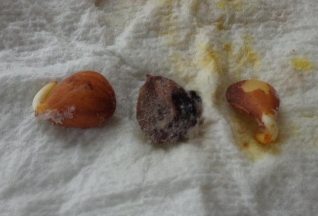Name:  plum seeds 1.jpg
Views: 710
Size:  29.9 KB
