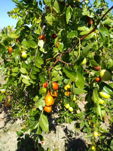 Name:  Hnnap Ziziphus zizyphus.jpg
Views: 1119
Size:  82.7 KB