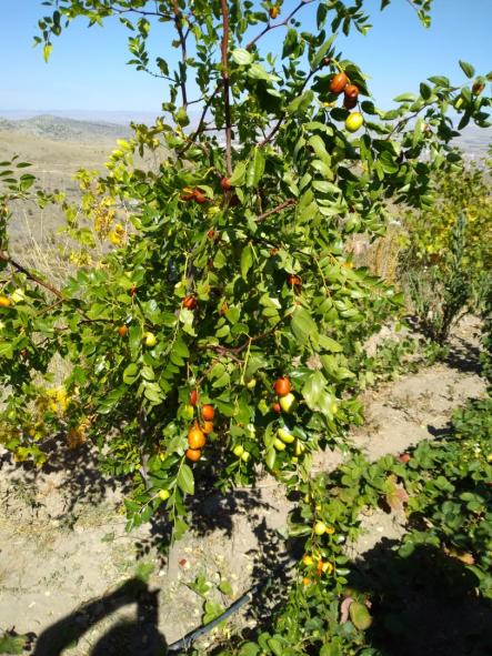 Name:  Hnnap (Ziziphus zizyphus.jpg
Views: 1141
Size:  80.3 KB