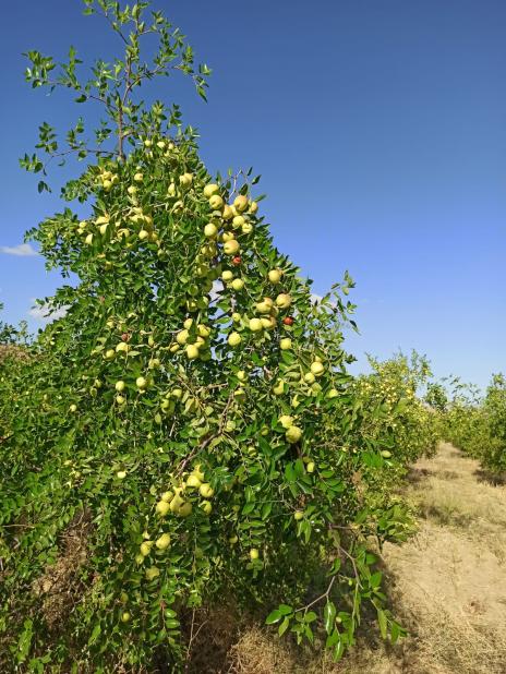 Name:  Zizyphus (Hnnap) aac.jpg
Views: 1172
Size:  74.4 KB