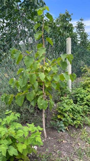 Name:  Corylus_colurna_2022-07-09_13-54-01.jpg
Views: 205
Size:  65.1 KB