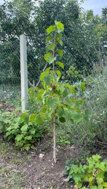 Name:  Corylus_colurna_2022-07-09_13-54-18.jpg
Views: 173
Size:  66.7 KB