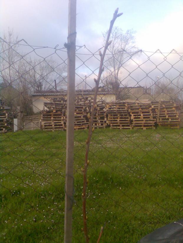 Name:  Grnt016.jpg
Views: 1789
Size:  70.7 KB