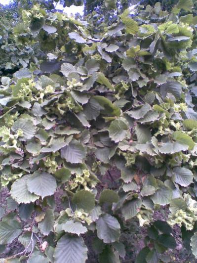 Name:  findik.jpg
Views: 5599
Size:  53.4 KB