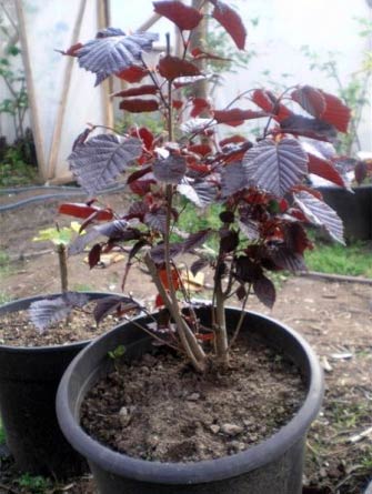 Name:  findik2.jpg
Views: 3989
Size:  32.5 KB