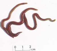 Name:  lumbricus  rubellus.jpg
Views: 5633
Size:  4.0 KB