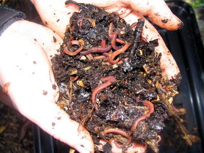 Name:  vermicompost_7.jpg
Views: 8033
Size:  42.4 KB