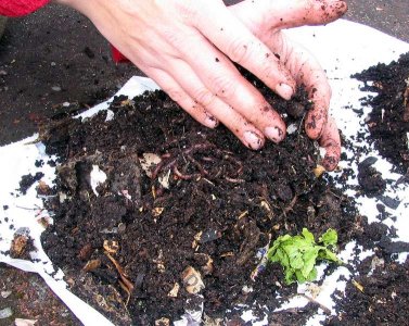 Name:  vermicompost_13.jpg
Views: 5127
Size:  46.9 KB