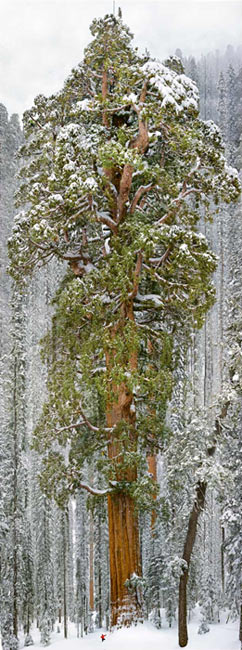 Name:  dev-sekoya.jpg
Views: 349
Size:  66.2 KB