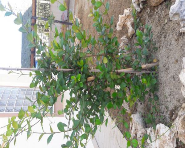 Name:  20180717_115337.jpg
Views: 481
Size:  68.2 KB