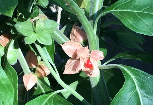 Name:  ashwagandha_front.jpg
Views: 152
Size:  59.8 KB