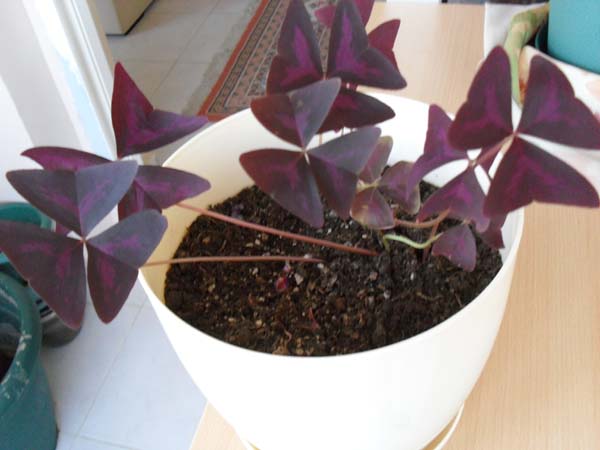 Name:  SDC10339.JPG
Views: 2118
Size:  56.1 KB