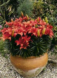 Name:  Zambak 3_3-2.jpg
Views: 146317
Size:  20.2 KB