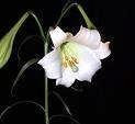 Name:  Zambak 3_7.jpg
Views: 126873
Size:  3.2 KB