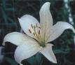 Name:  Zambak 3_7-2.jpg
Views: 126979
Size:  3.2 KB