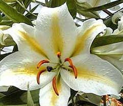 Name:  Zambak 3_13.jpg
Views: 128541
Size:  13.6 KB