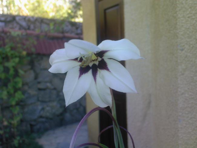 Name:  EYLL 2009-0070.jpg
Views: 1100
Size:  26.7 KB