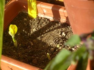 Name:  sternbergia.lutea-27.04.2009.JPG
Views: 655
Size:  50.2 KB