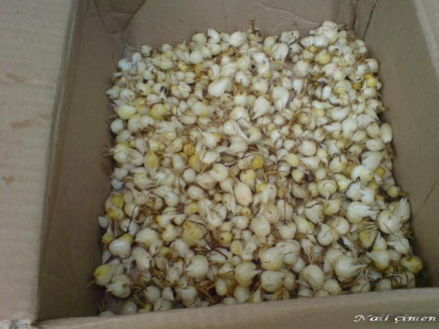 Name:  DSC00170.jpg
Views: 1440
Size:  43.8 KB