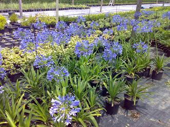 Name:  AgapanthusDemirSera.jpg
Views: 12375
Size:  65.5 KB