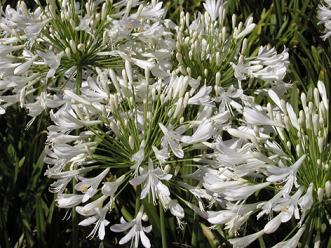 Name:  BeyazAgapanthus.jpg
Views: 11484
Size:  62.9 KB