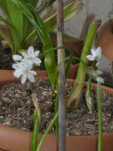 Name:  16.03.2009b.JPG
Views: 10936
Size:  48.9 KB