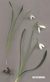 Name:  369px-Snowdrop_Galanthus_gracilis.jpg
Views: 793
Size:  6.0 KB