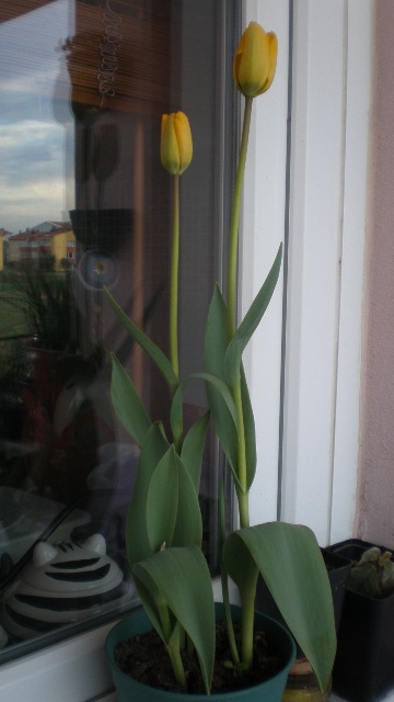 Name:  sar laleler.JPG
Views: 2329
Size:  64.8 KB