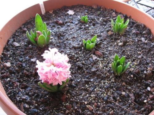 Name:  smbl (500 x 375).jpg
Views: 3625
Size:  46.9 KB