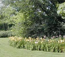 Name:  hemerocallis2.jpg
Views: 7514
Size:  17.3 KB