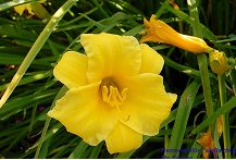 Name:  hemerocallis.jpg
Views: 7685
Size:  10.8 KB