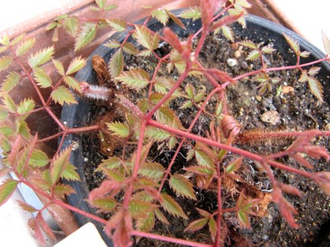 Name:  astilbe.jpg
Views: 3244
Size:  70.9 KB