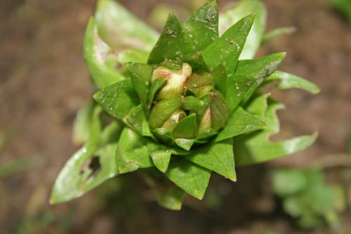 Name:  014.JPG
Views: 1078
Size:  47.0 KB